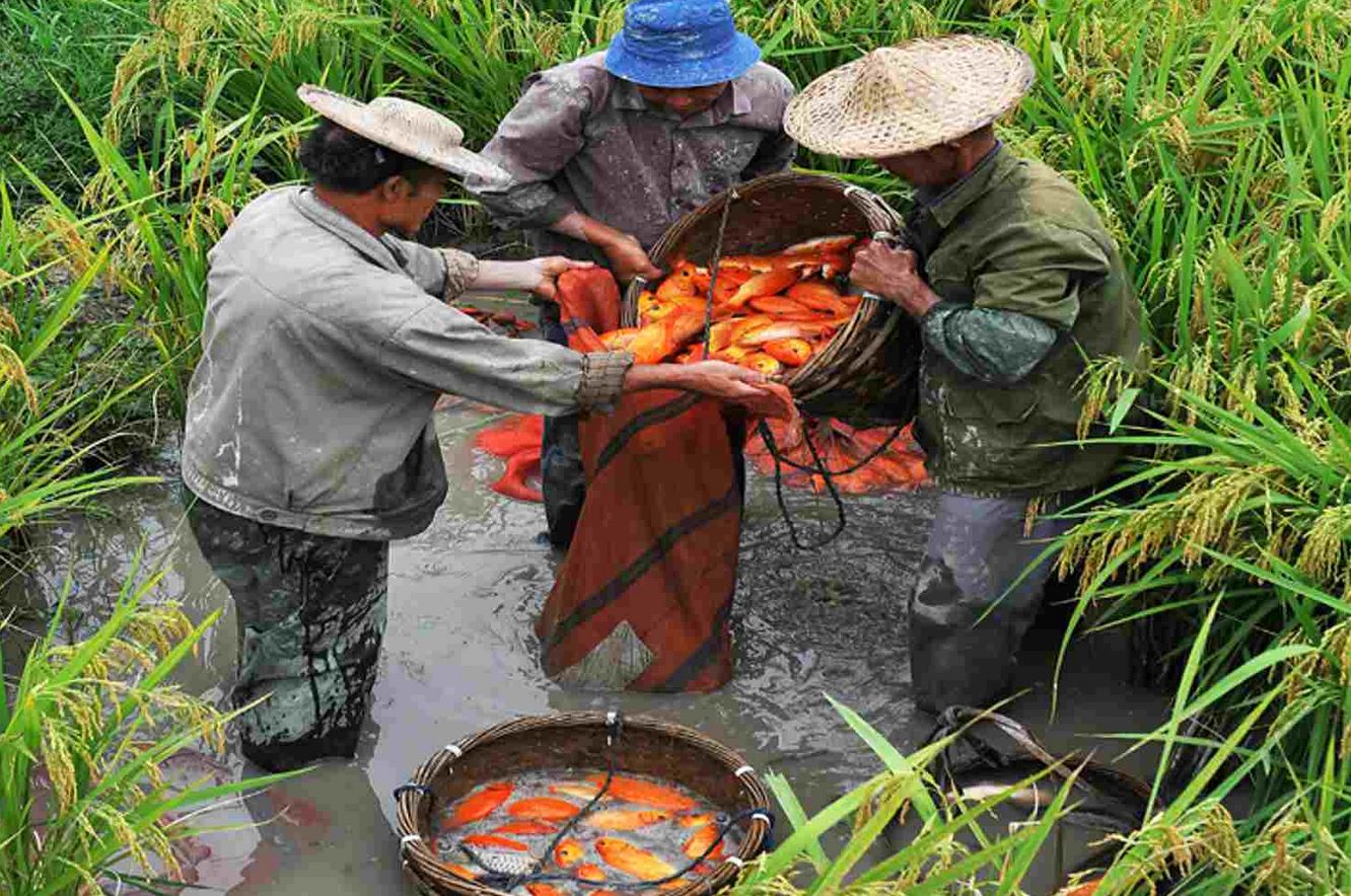 The rice-fish production system is based on the symbiosis between crop cultivation and fish farming.