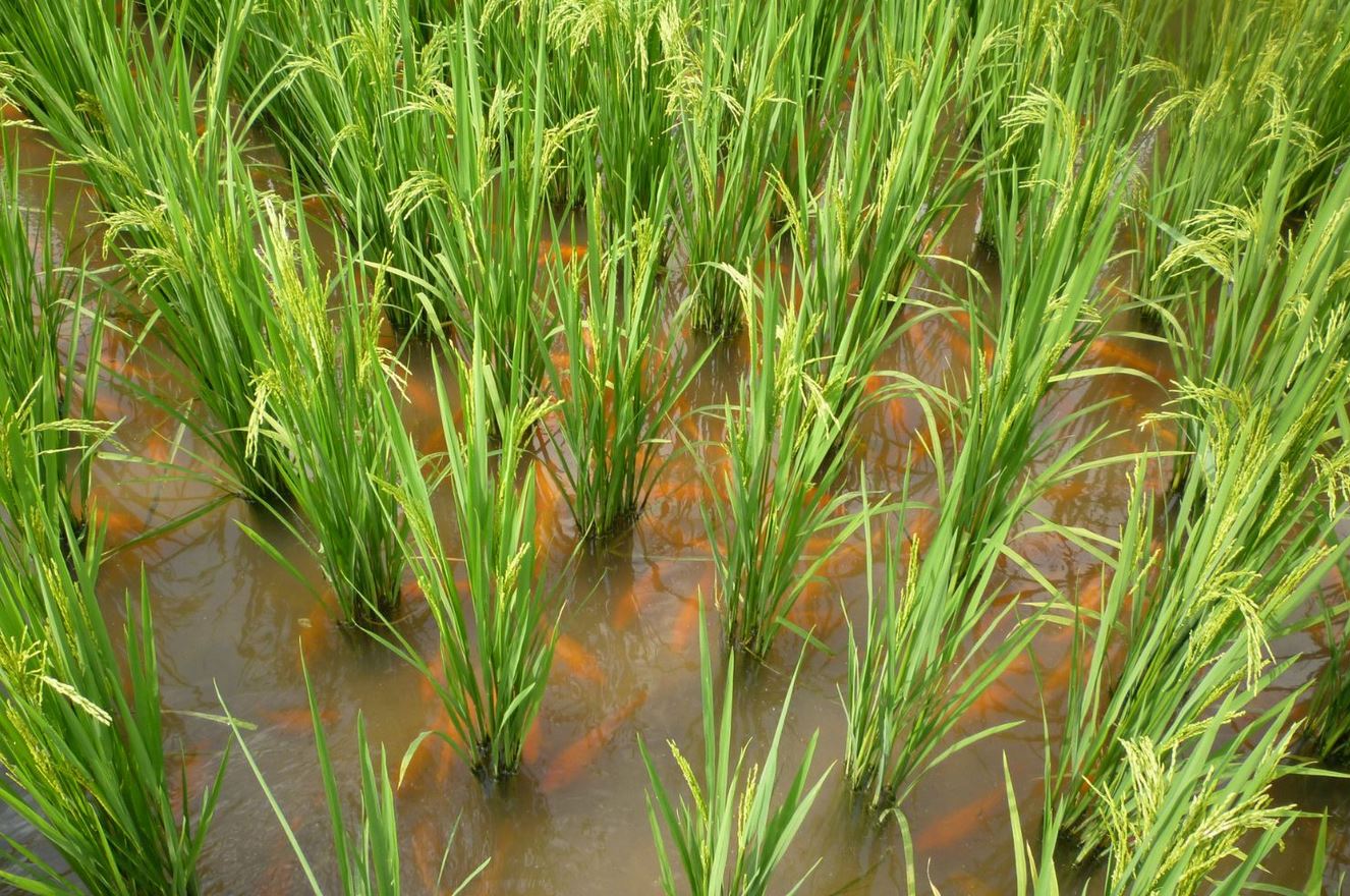 The village of Longxian is one of the most recognized regions in China for this type of production.