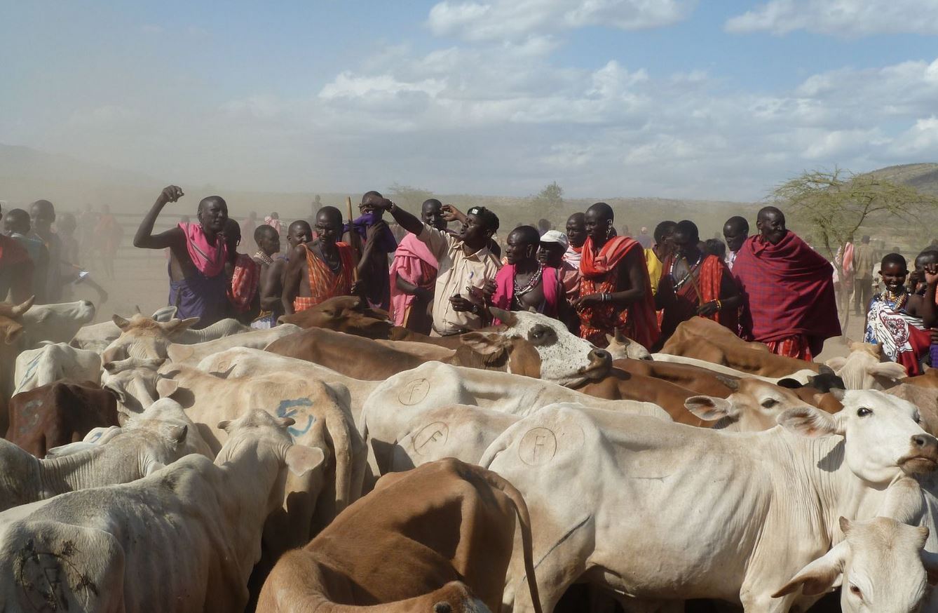 The Maasai avoid used areas, keep their distance from other groups, and avoid newly occupied areas.