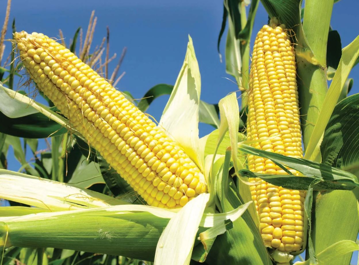 Brazil's corn exports through the second week of November increased 127% compared to the daily average recorded in the entire month of 2021