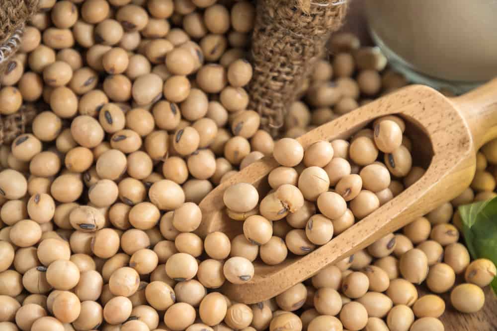 soybean