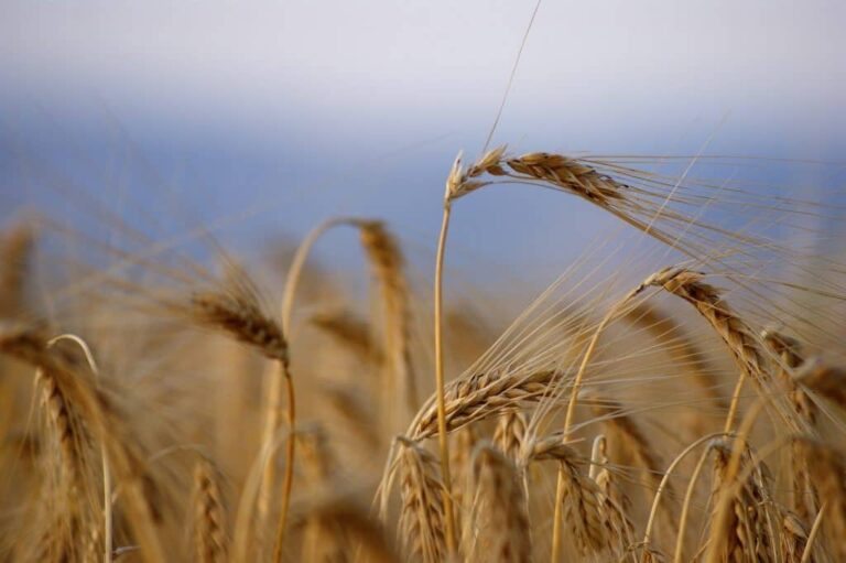 With the Argentine crop failure, Brazil will need to buy wheat from other sources