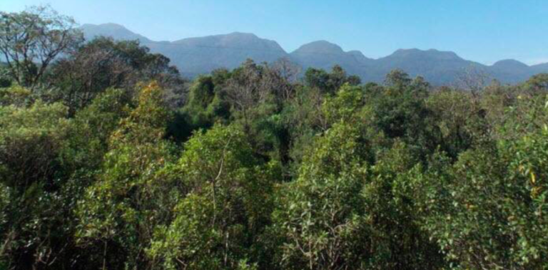 Restoration of the Atlantic Forest in South America is progressing
