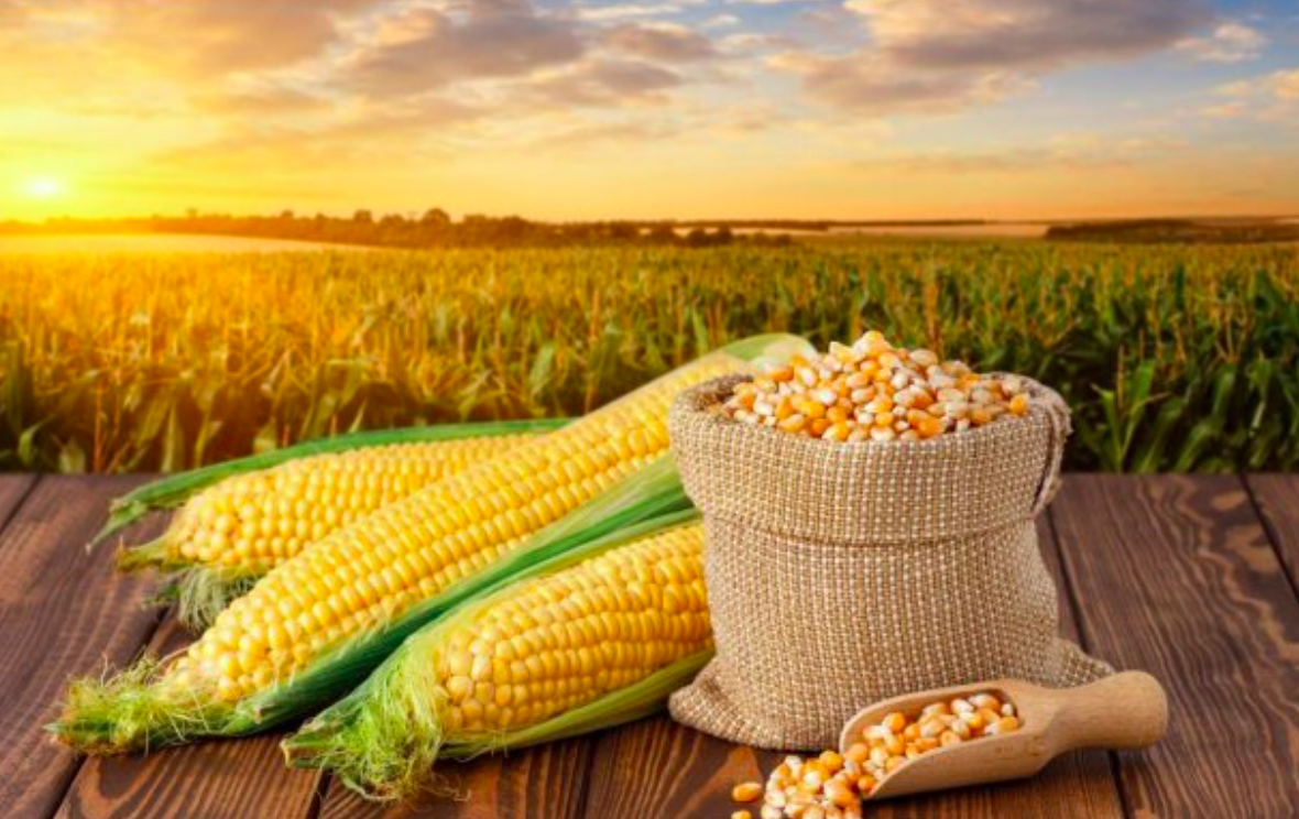 CORN