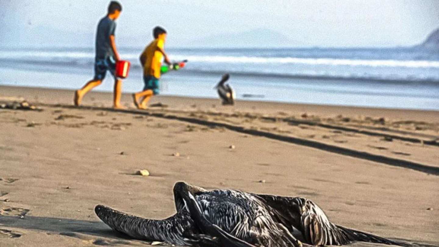 Peru birds