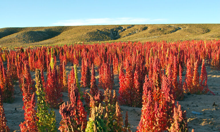 Bolivia announces world quinoa event to accelerate industrialization