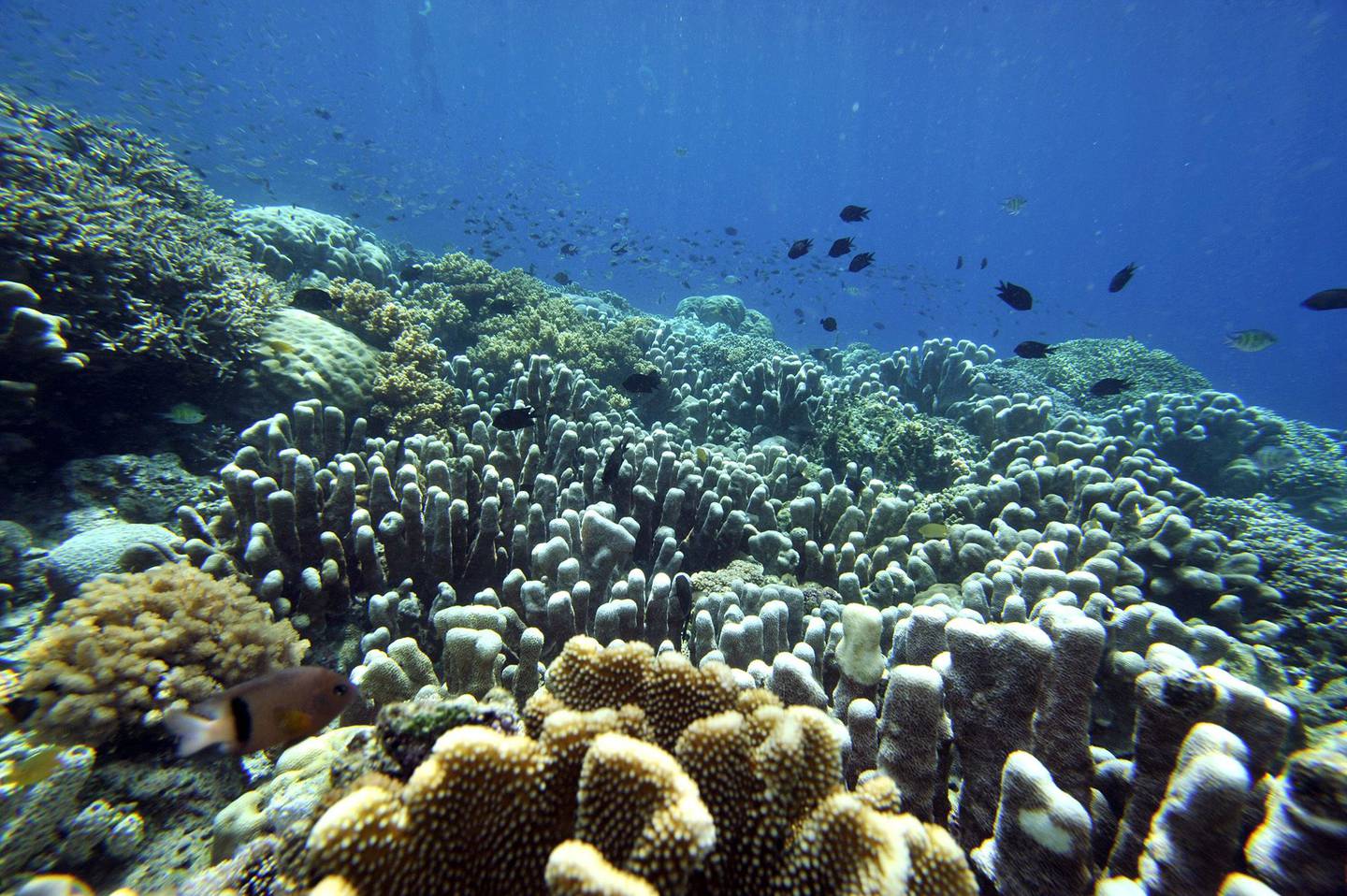 Belize1