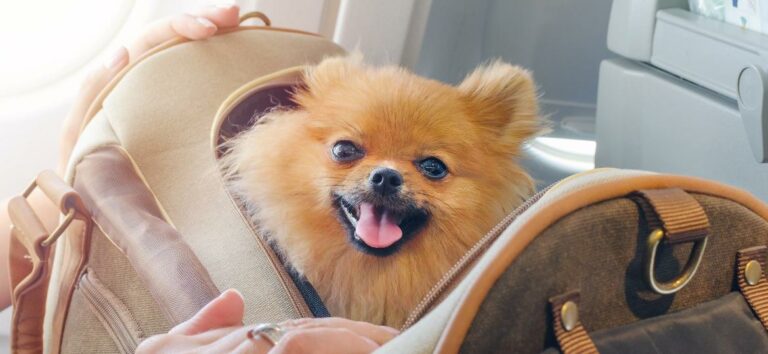 Azul Airlines extends weight limit for pet travel in the cabin; see rules