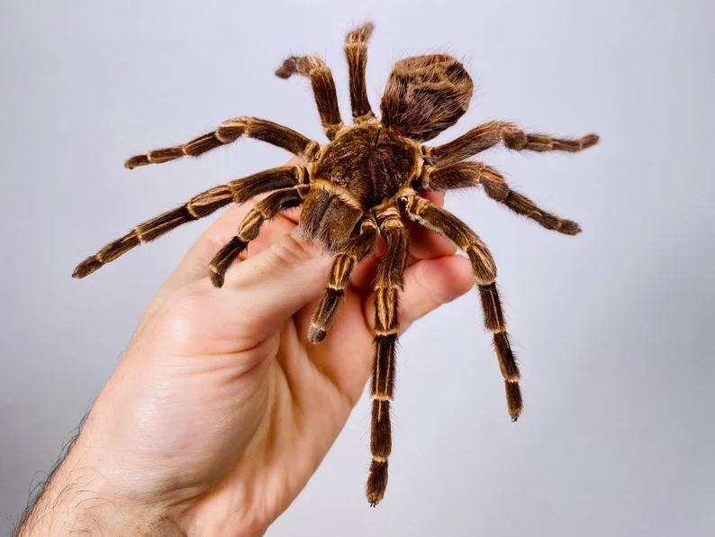 Spider