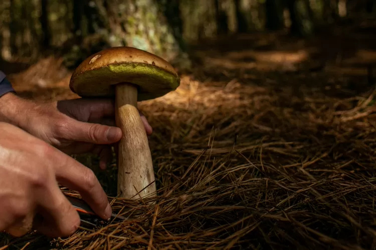 Tourists participate in a mushroom hunt in the middle of the forests of Brazil’s Rio Grande do Sul