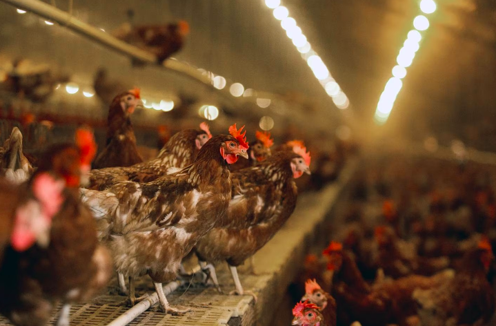 How bird flu in Argentina could devastate a key food industry