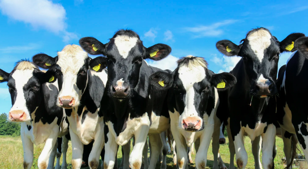 cattle