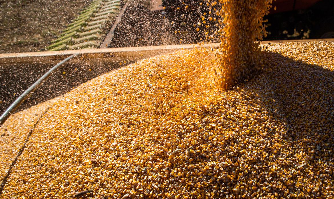 corn