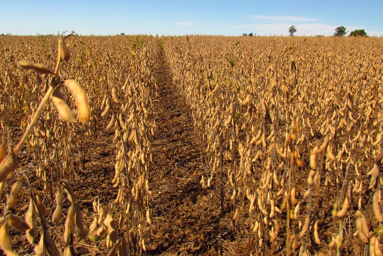 Argentina’s stock market downgrades grain crop projection
