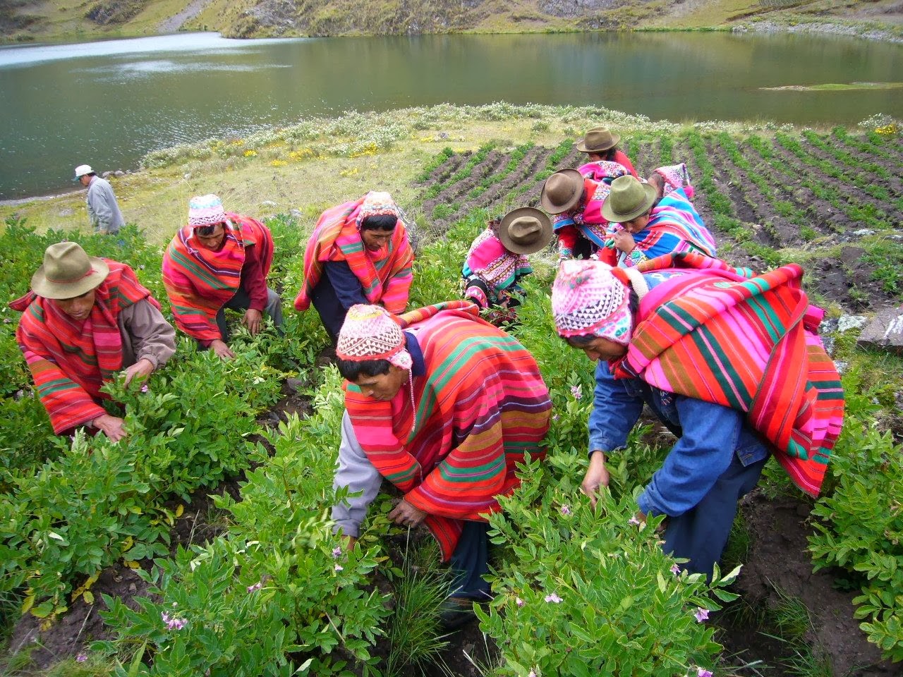 peru-passes-ten-year-ban-on-genetically-engineered-foods1