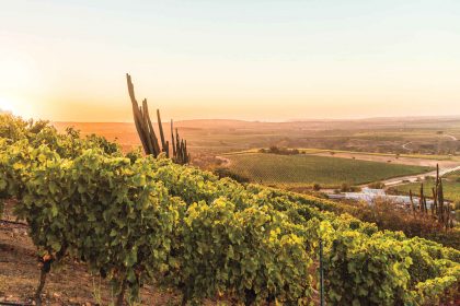 Chile wine