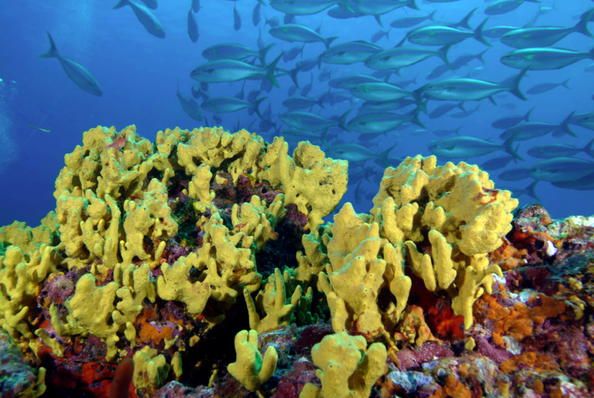 Panama creates vast marine protection area in the Caribbean