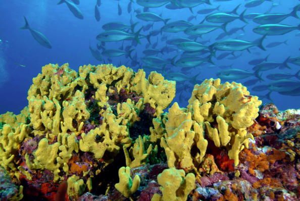 Marine protection