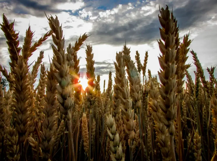 agribusiness