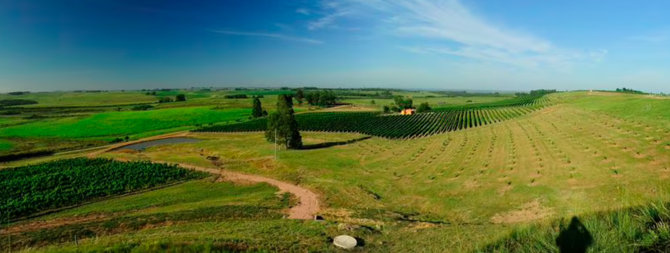 bellavista winery