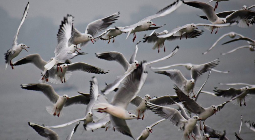 birds