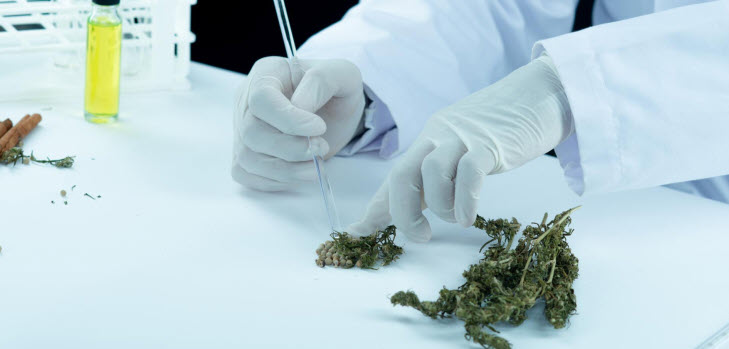 cannabis