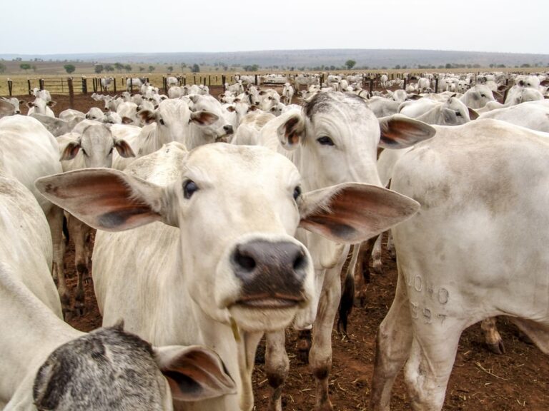 Brazilian study foresees weighing of cattle via cell phone app