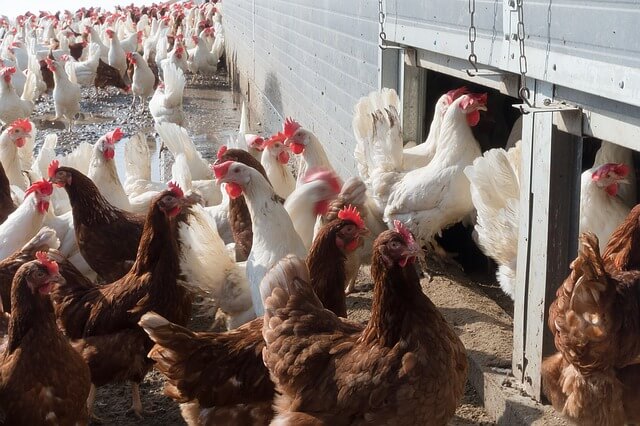 Brazil’s largest chicken meat producer warns farmers to be careful with bird flu