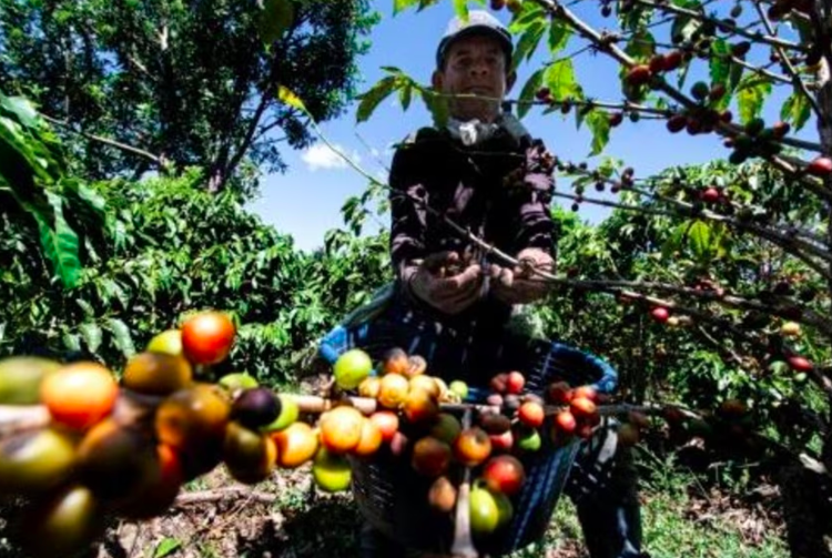 central Honduras, Migration to the US hits coffee harvest in Central America