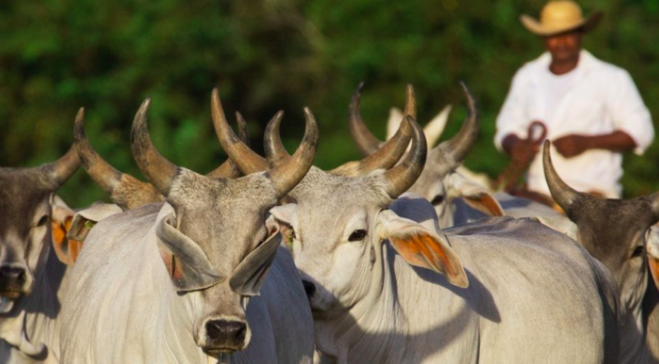 cows