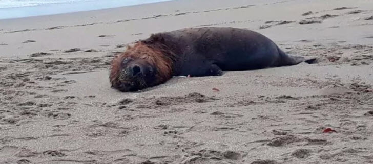 Chilean Fisheries, Chile confirms finding of more than 70 dead sea lions