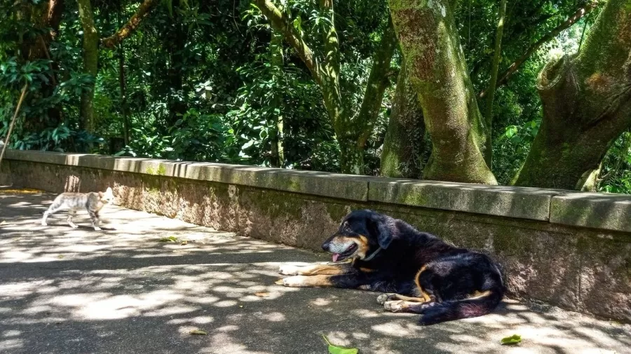 dog