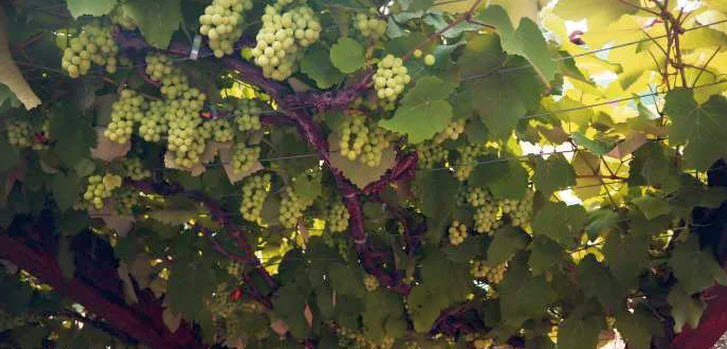 world's greatest, Which grapes are grown in Brazil? 