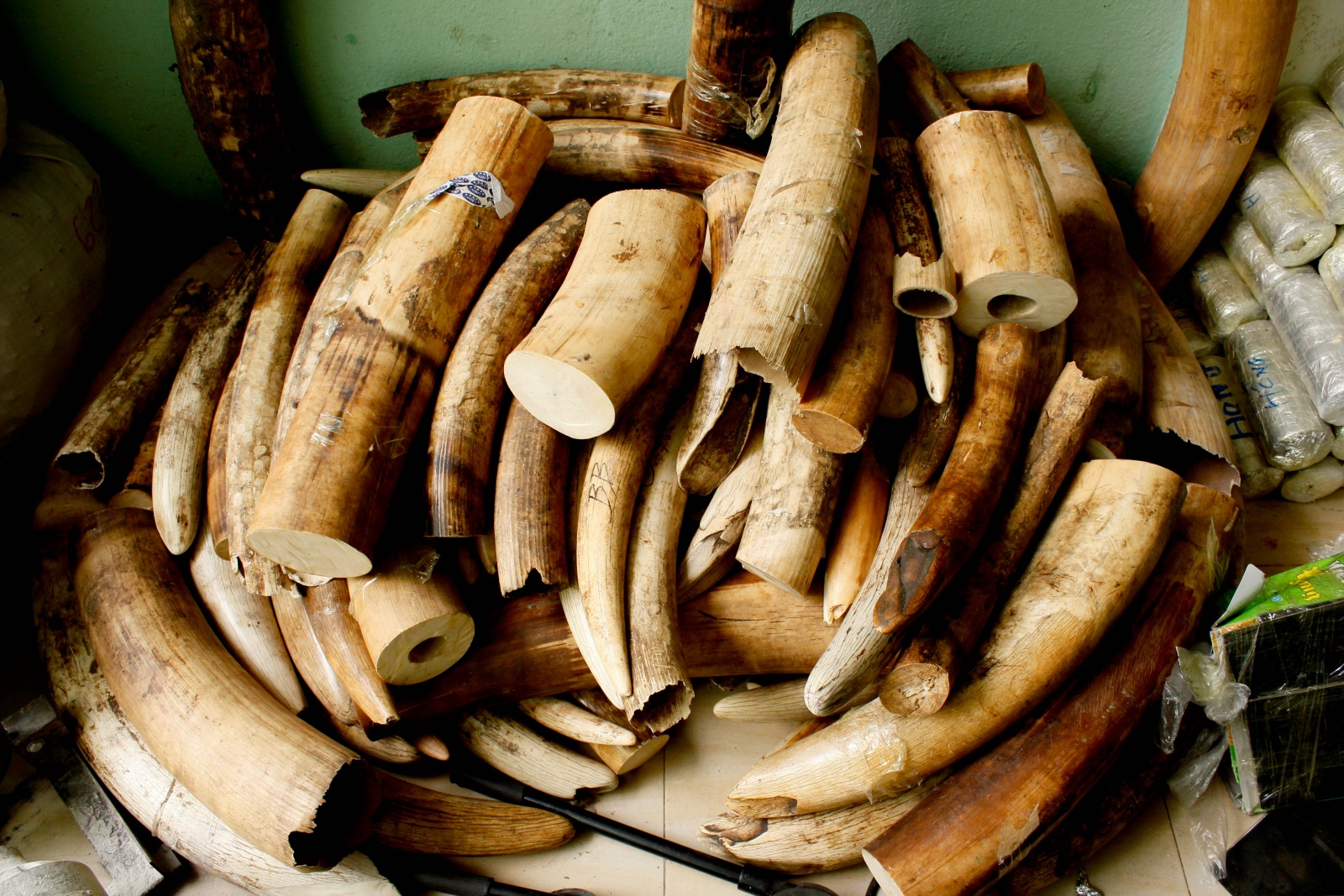ivory
