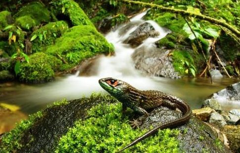 new lizard species in Otishi park Peru
