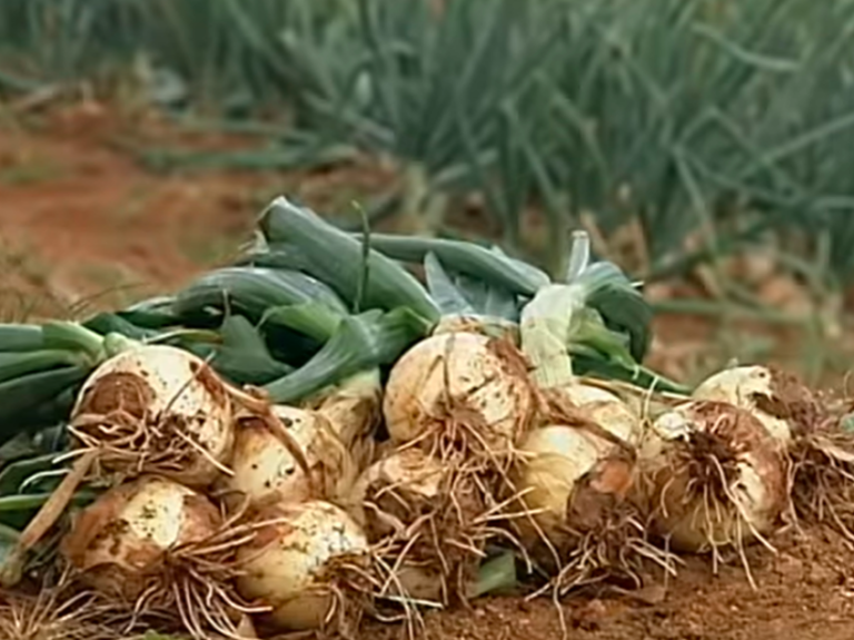 Brazil: Santa Catarina State harvests the largest onion crop of the last years