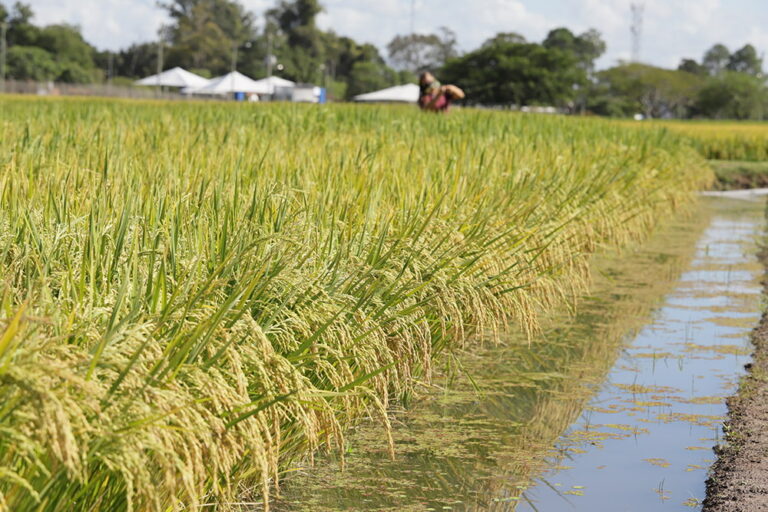 Brazil: rice production is expected to fall to the lowest level in 25 years