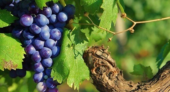 world's greatest, Which grapes are grown in Brazil? 