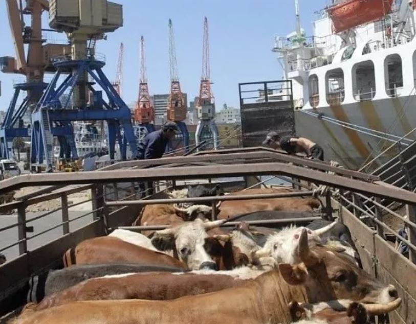 Morocco joins the list of countries that import live cattle from Brazil. (Photo internet reproduction)
