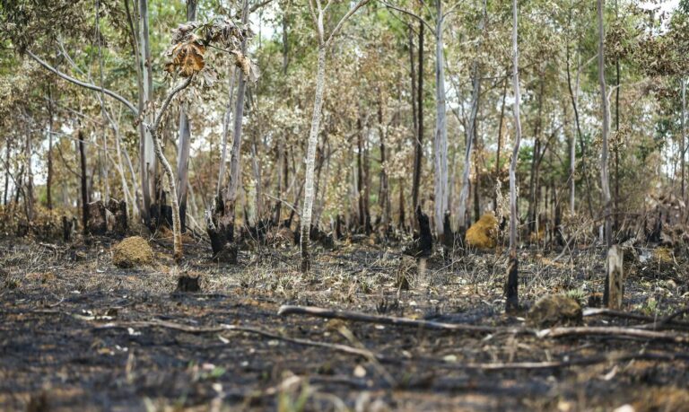 Brazil: Cerrado, where deforestation advances, is the focus of credit lines