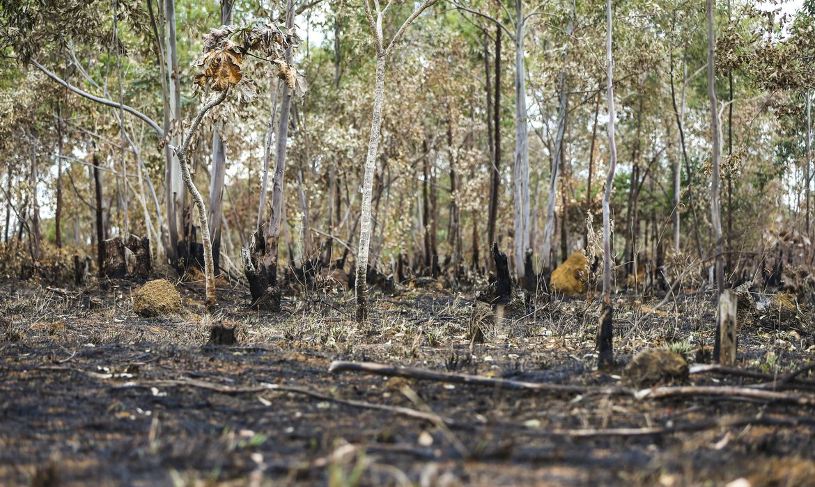 burnt forest