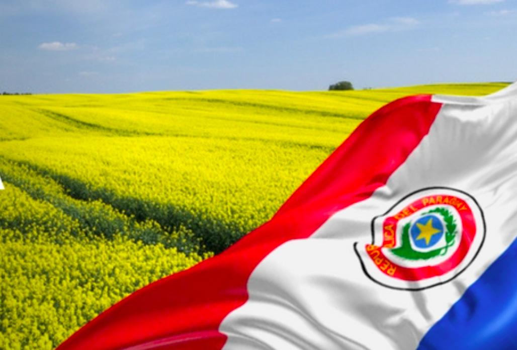 canola paraguay
