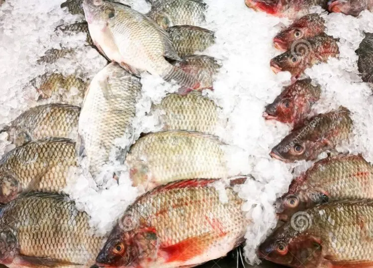 fish