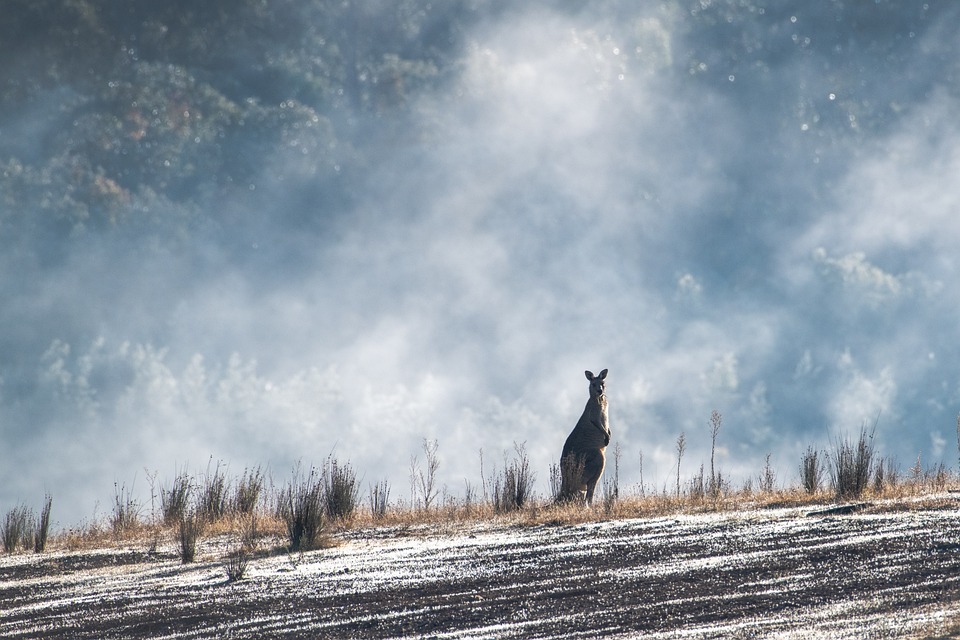 Kangaroo. (Photo Internet reproduction)
