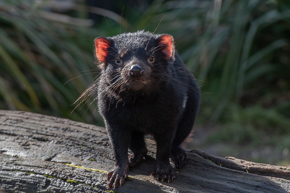 Tasmanian devil. (Photo internet reproduction)