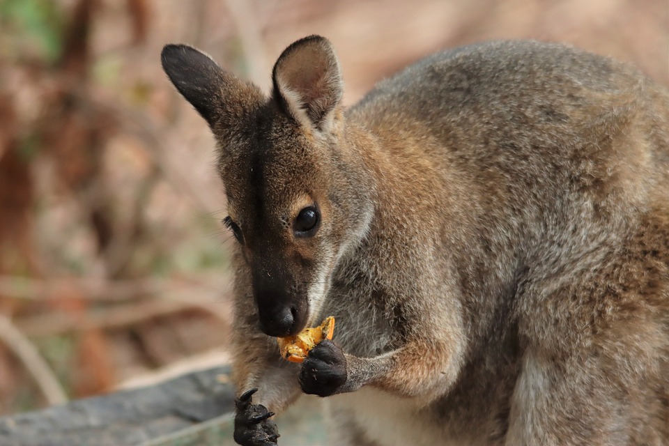 Wallaby. (Photo Internet reproduction)