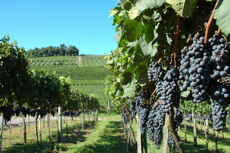 Bento Gonçalves wineyards. (Photo Internet reproduction)