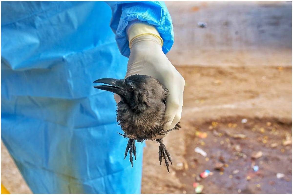 Bird-flu-PTI-image