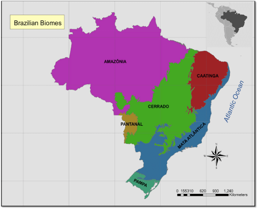 Biomes in Brazil. (Photo Internet reproduction)