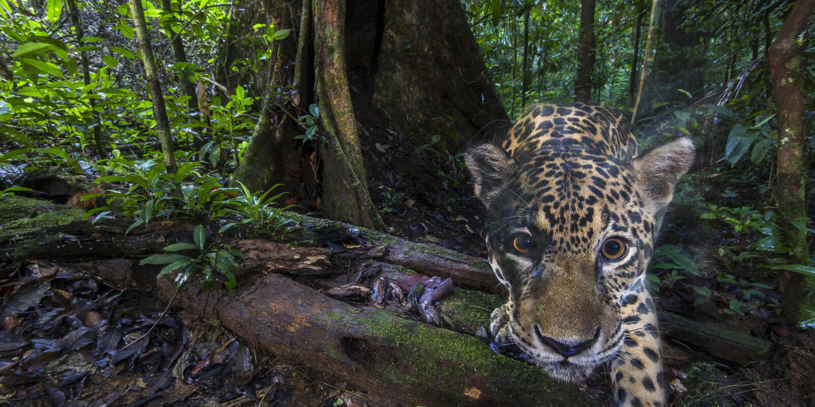 World Bank defends review of tax and rural credit in the Amazon